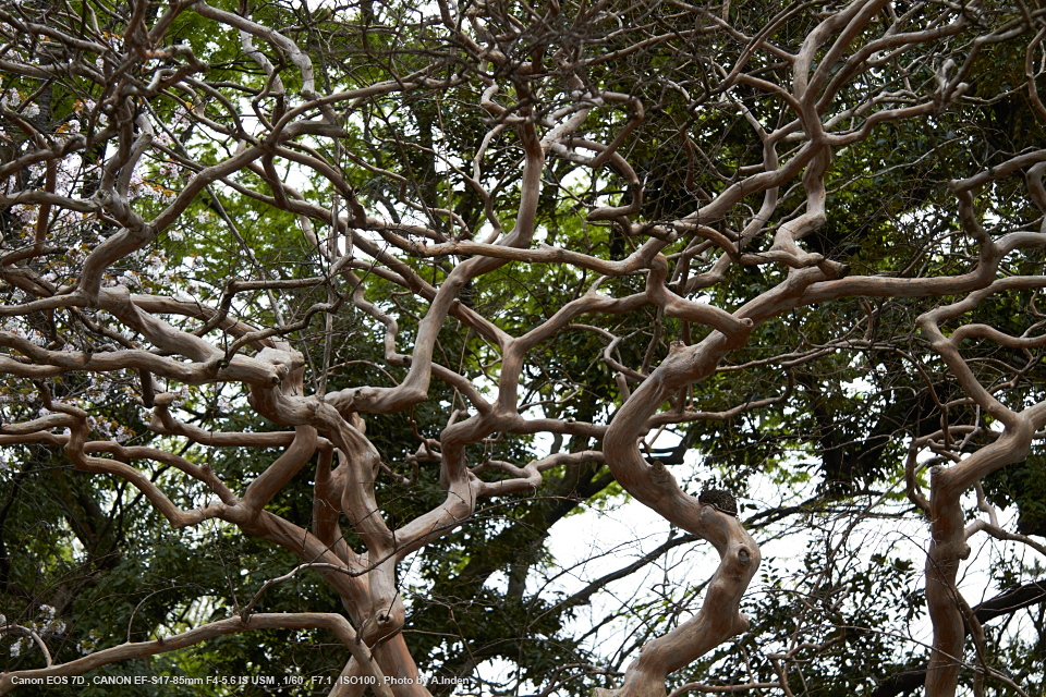 Canon（キヤノン） EF-S17-85mm F4-5.6 IS USM 実写レビュー