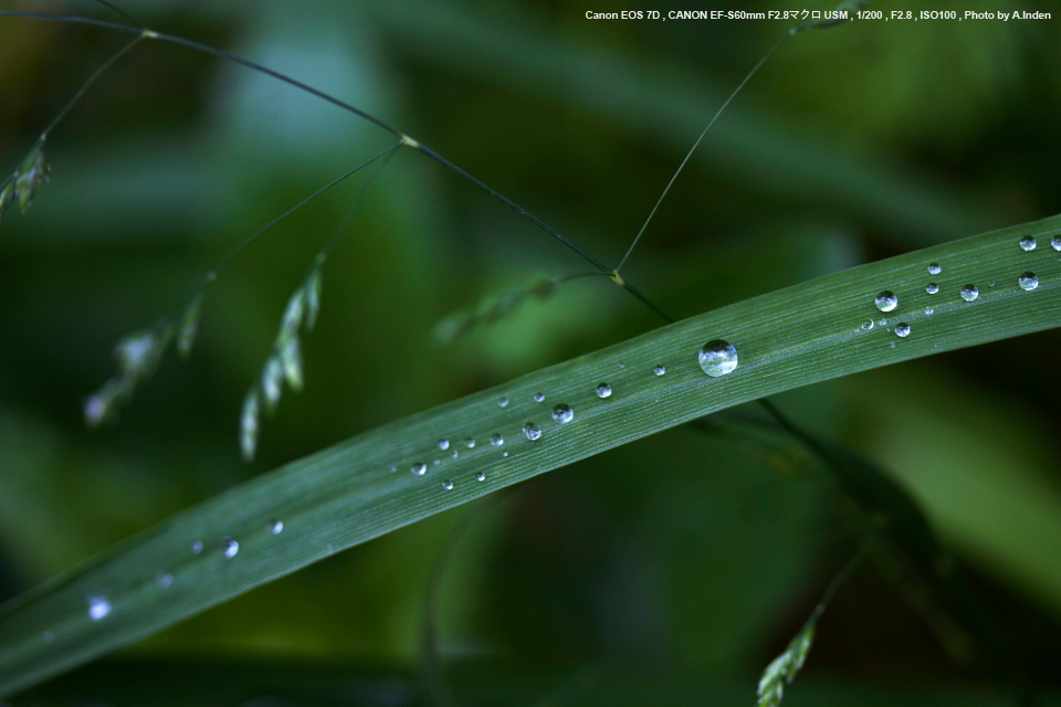 Canon EF-S60mm F2.8マクロ USM