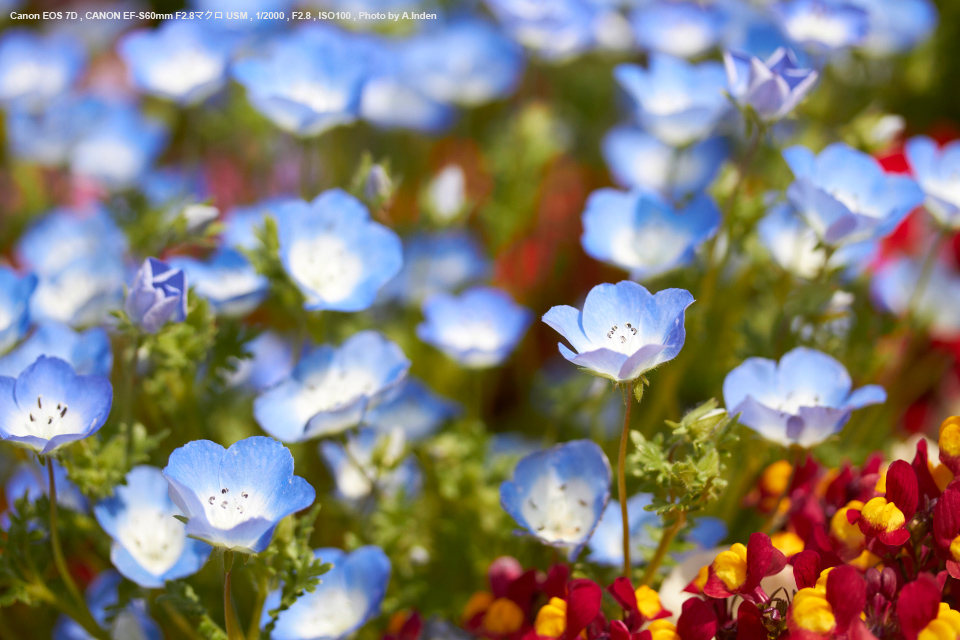 Canon（キヤノン） EF-S60mm F2.8 マクロ USM 実写レビュー | フォト