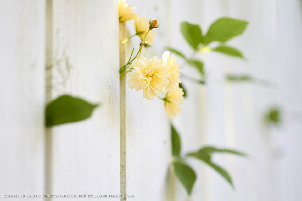 SIGMA マクロレンズ  50mm F2.8 セット