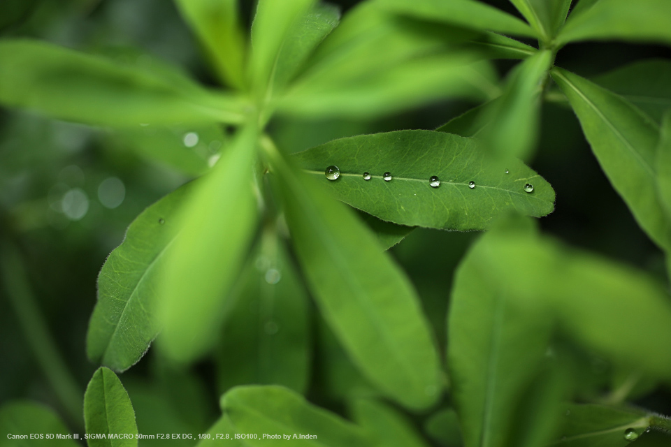 SIGMA 50mm F2.8 EX MACRO