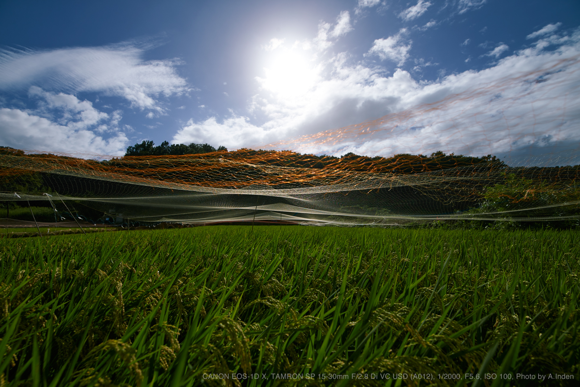 CANON EOS-1D X, TAMRON SP 15-30mm F/2.8 Di VC USD Model A012, 1/2000, F5.6, ISO 100, Photo by A.Inden