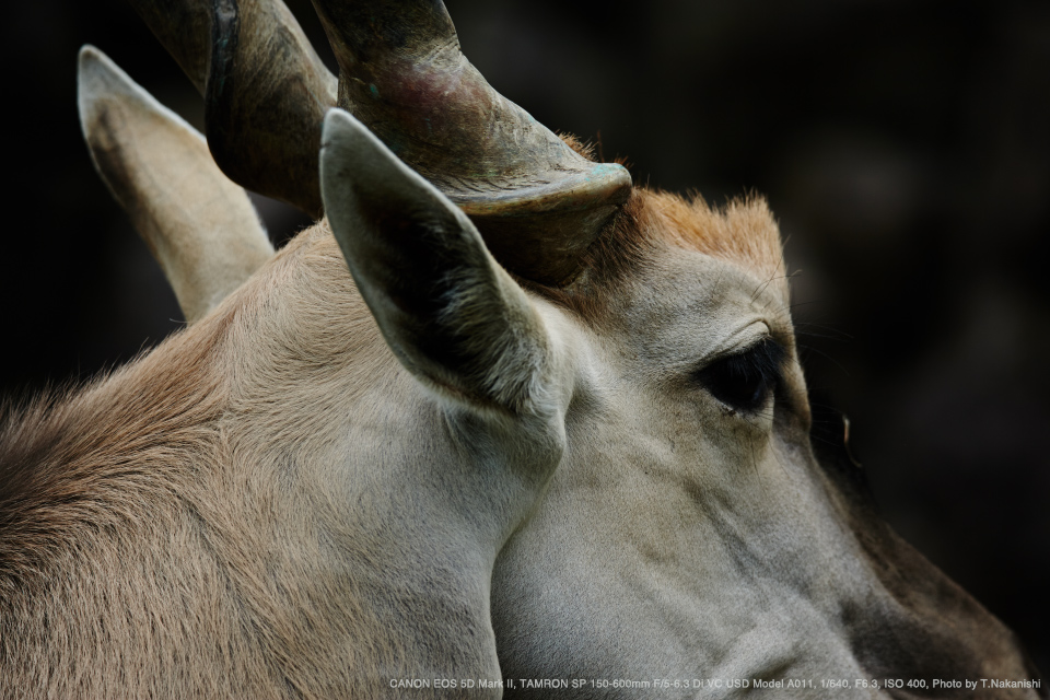 CANON EOS 5D Mark II, TAMRON SP 150-600mm F/5-6.3 Di VC USD Model A011, 1/640, F6.3, ISO 400, Photo by T.Nakanishi