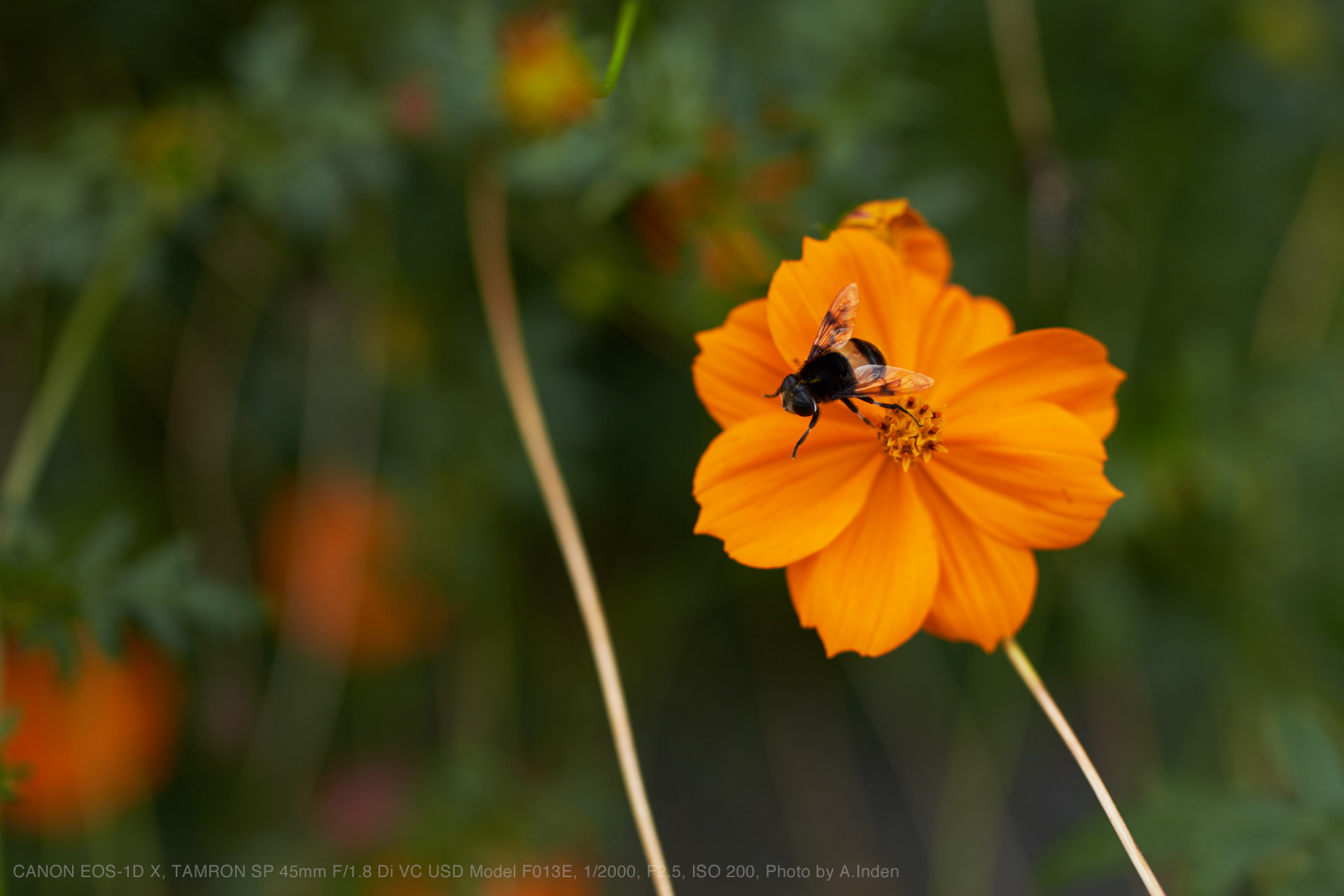 TAMRON（タムロン） SP45mm F1.8 Di VC USD Model F012E 実写レビュー ...