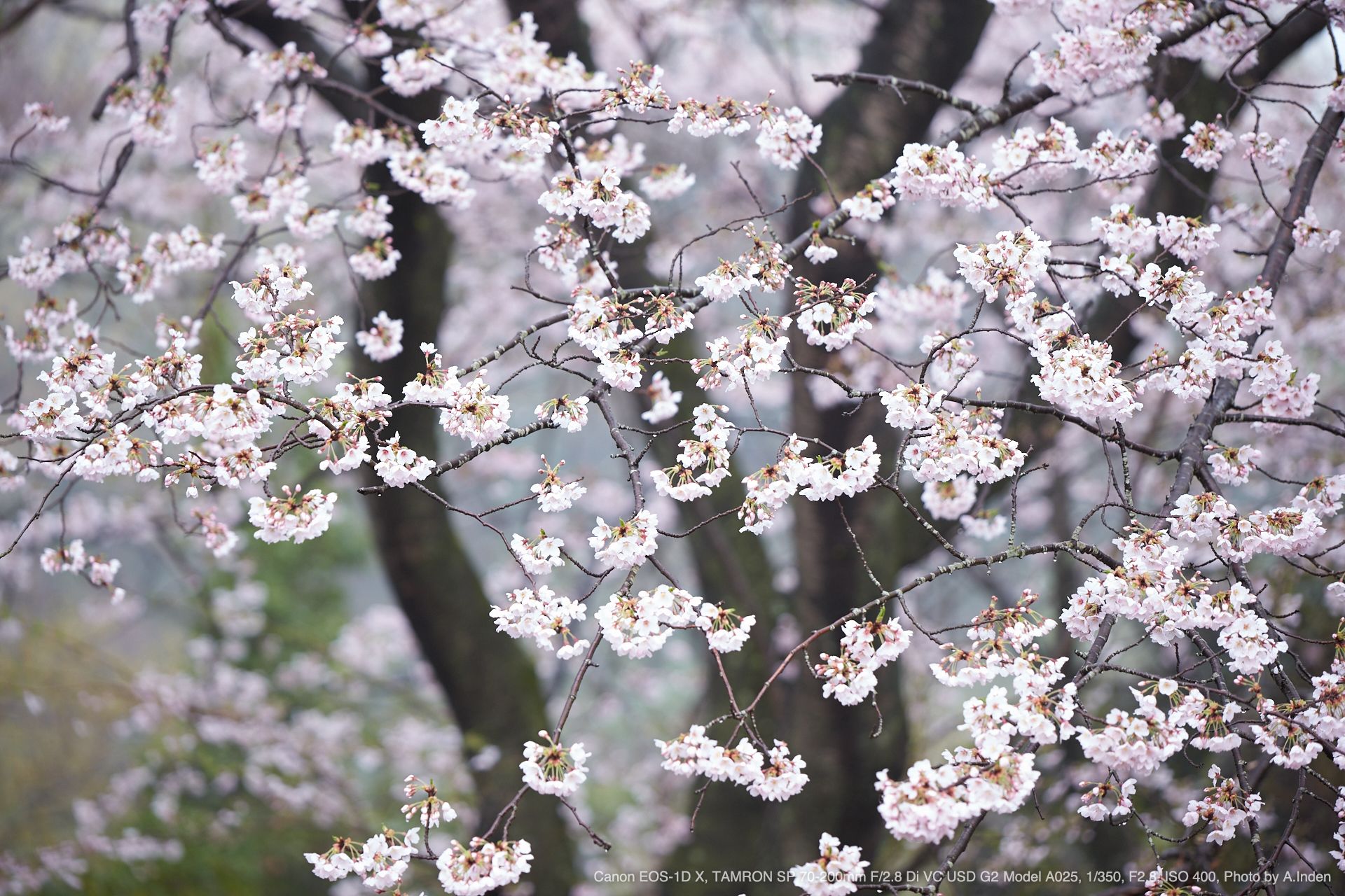 TAMRON（タムロン） SP 70-200mm F/2.8 Di VC USD G2 Model A025 実写レビュー | フォトヨドバシ