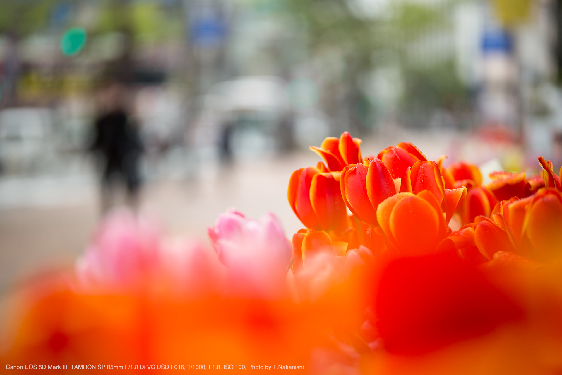 Canon（キヤノン） EF85mm F1.8 USM 実写レビュー | フォトヨドバシ