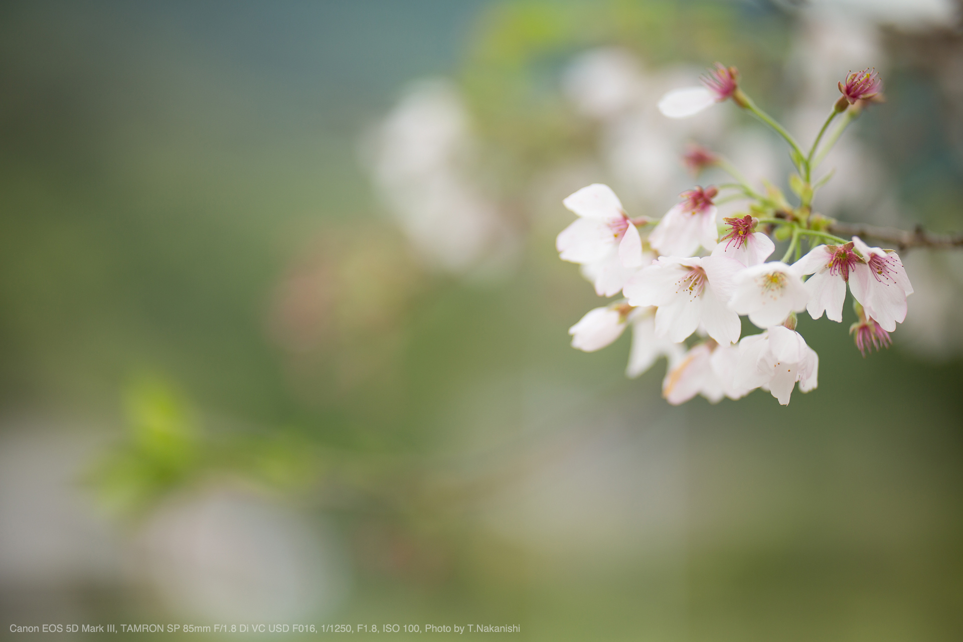 Canon EOS 5D Mark III, TAMRON SP 85mm F/1.8 Di VC USD F016, 1/1250, F1.8, ISO 100, Photo by T.Nakanishi