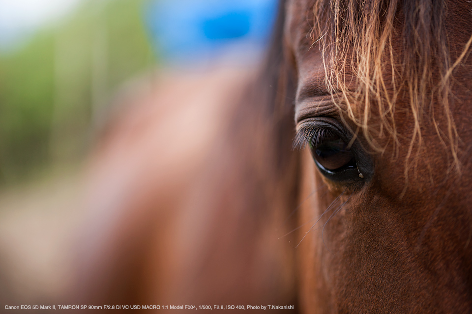 Canon EOS 5D Mark II, TAMRON SP 90mm F/2.8 Di VC USD MACRO 1:1 Model F004, 1/500, F2.8, ISO 400, Photo by T.Nakanishi