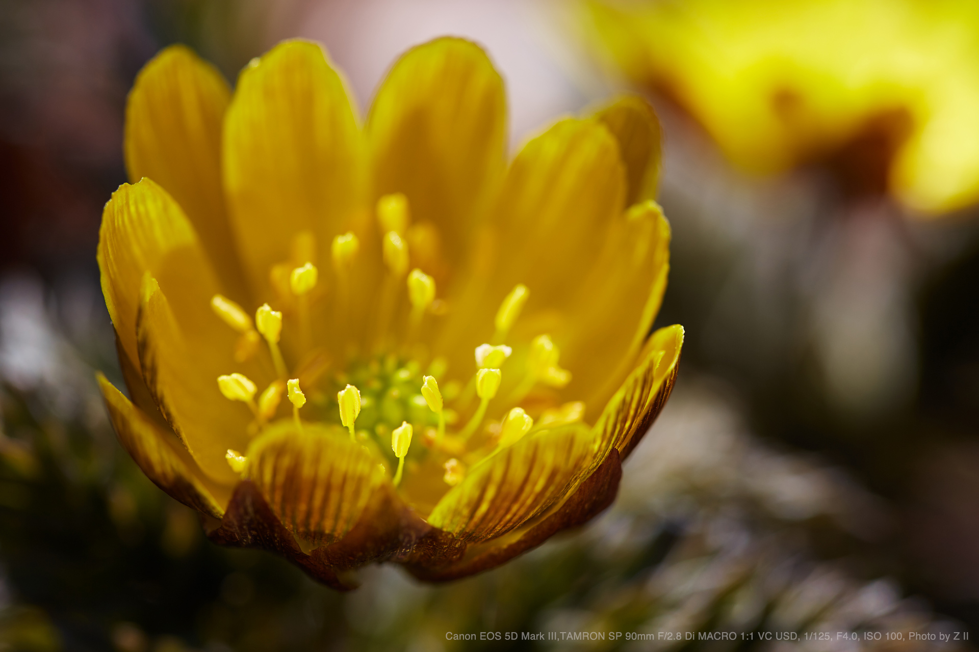 TAMRON（タムロン） SP 90mm F/2.8 Di MACRO 1:1 VC USD F017 実写