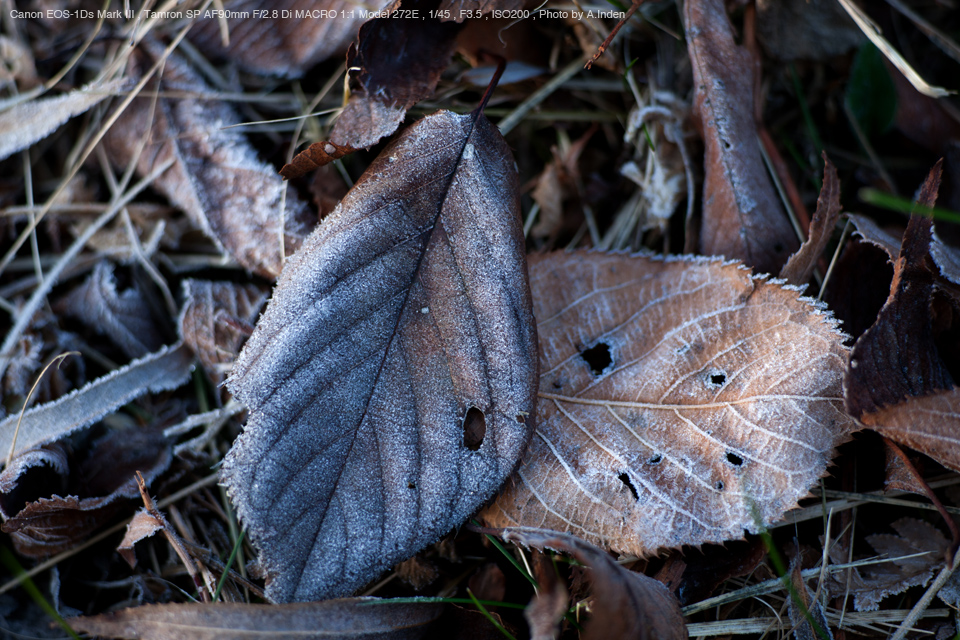 【Canon】TAMRON SP 90mm F2.8 Di MACRO 272E