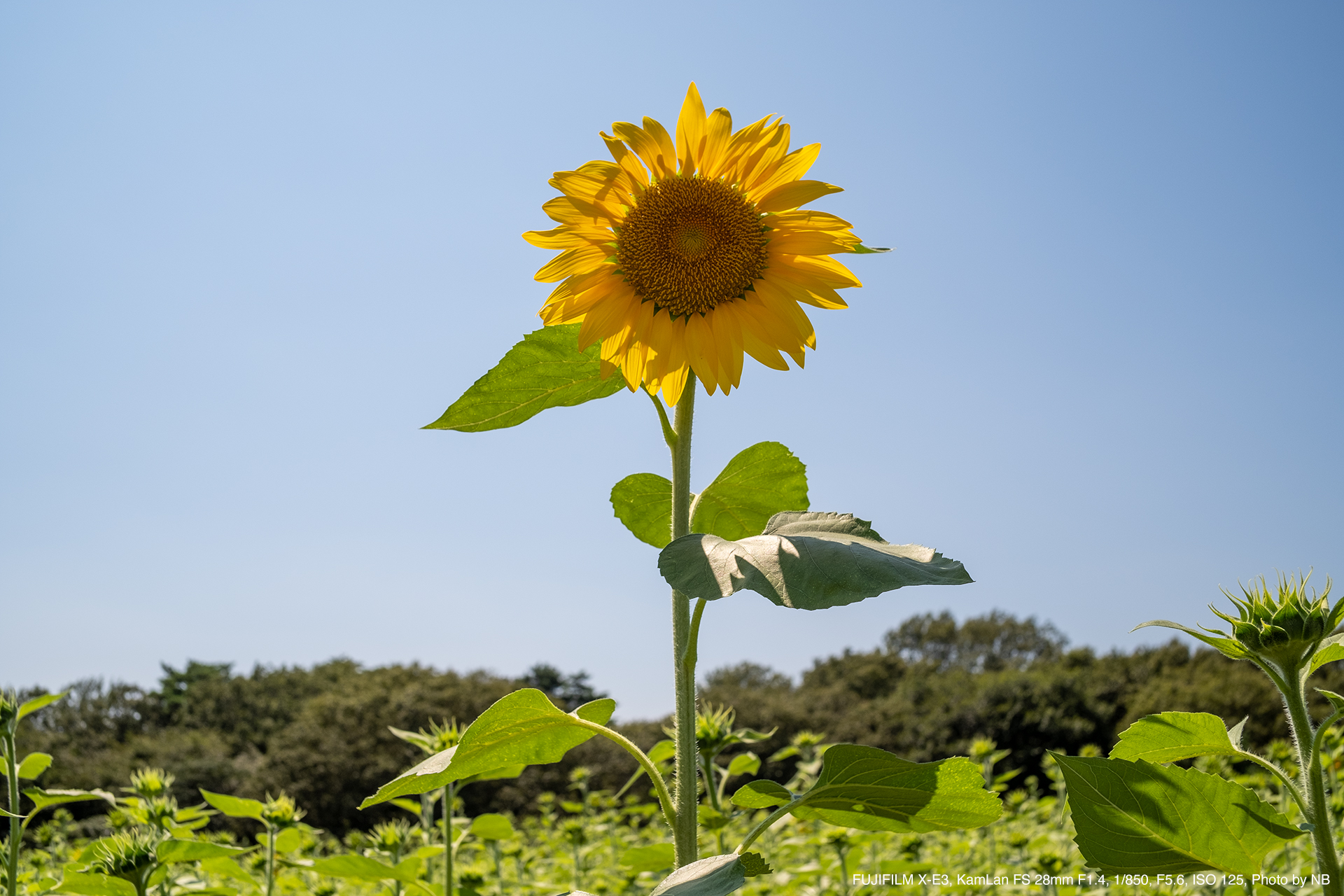 【美品】普段使い最高レンズ kamlan 28mm f1.4 カムラン【作例】