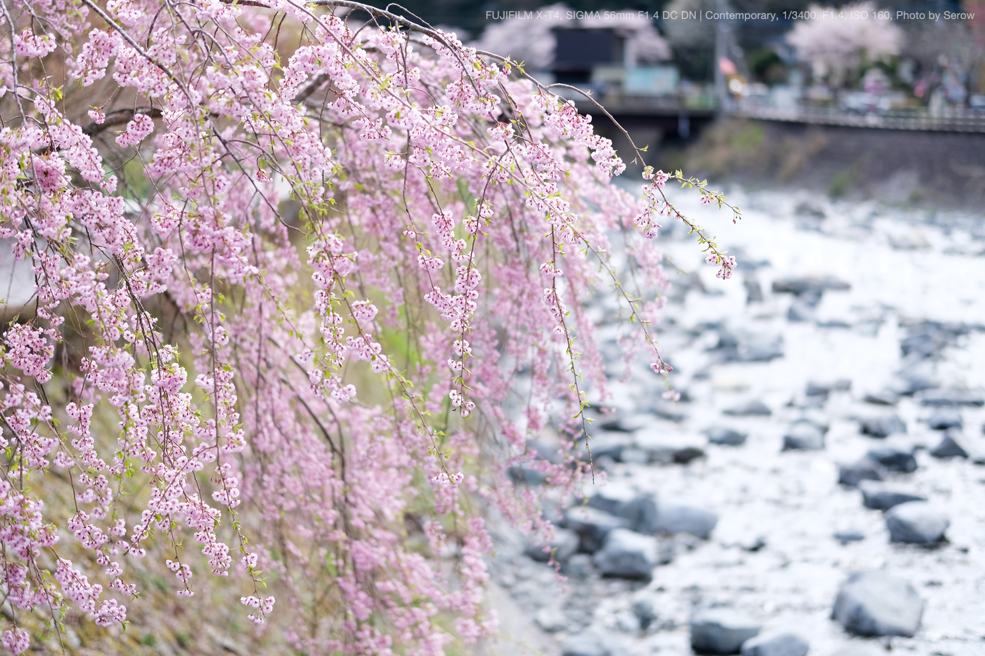 SIGMA（シグマ） 56mm F1.4 DC DN | Contemporary 実写レビュー