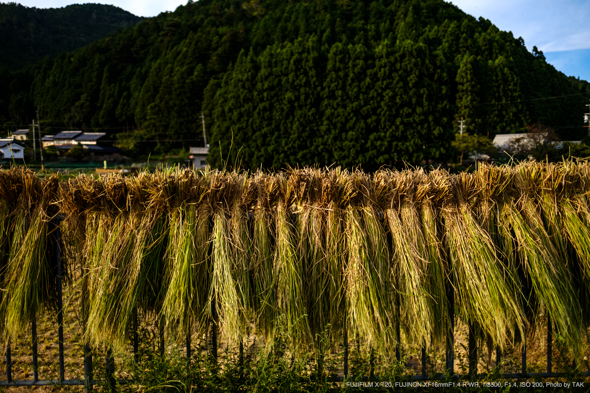 FUJIFILM X-T20, FUJINON XF16mmF1.4 R WR, 1/8500, F1.4, ISO 200, Photo by TAK