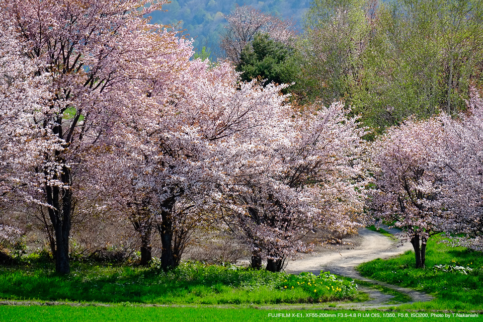 FUJIFILM X-E1, XF55-200mm F3.5-4.8 R LM OIS, 1/350, F5.6, ISO200, Photo by T.Nakanishi