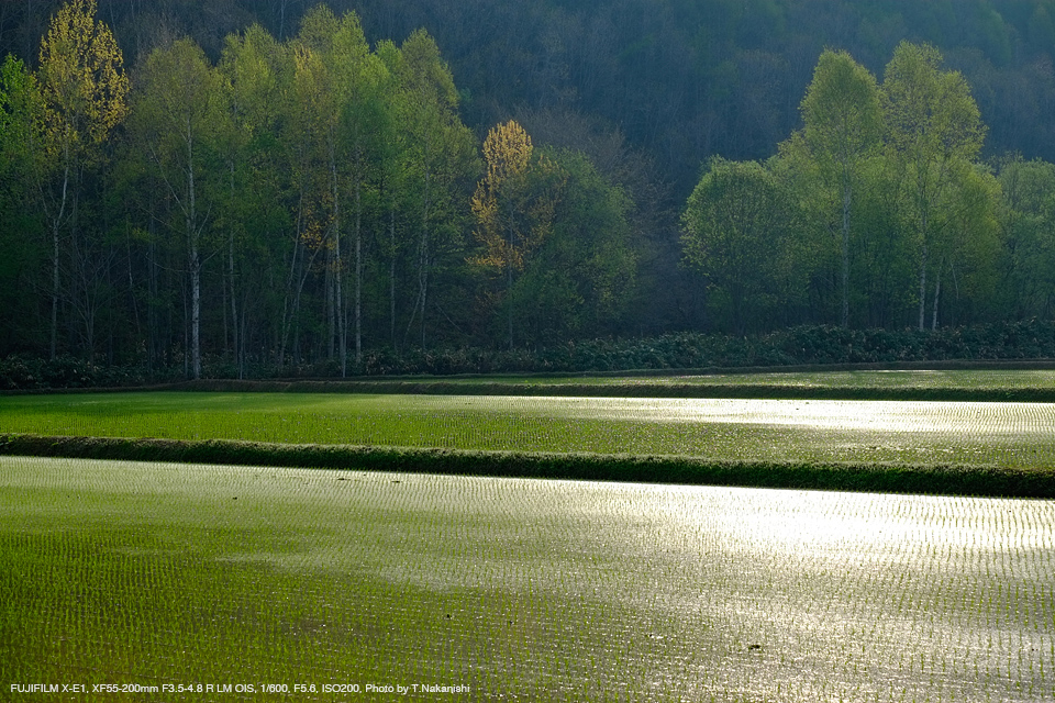 FUJIFILM X-E1, XF55-200mm F3.5-4.8 R LM OIS, 1/600, F5.6, ISO200, Photo by T.Nakanishi