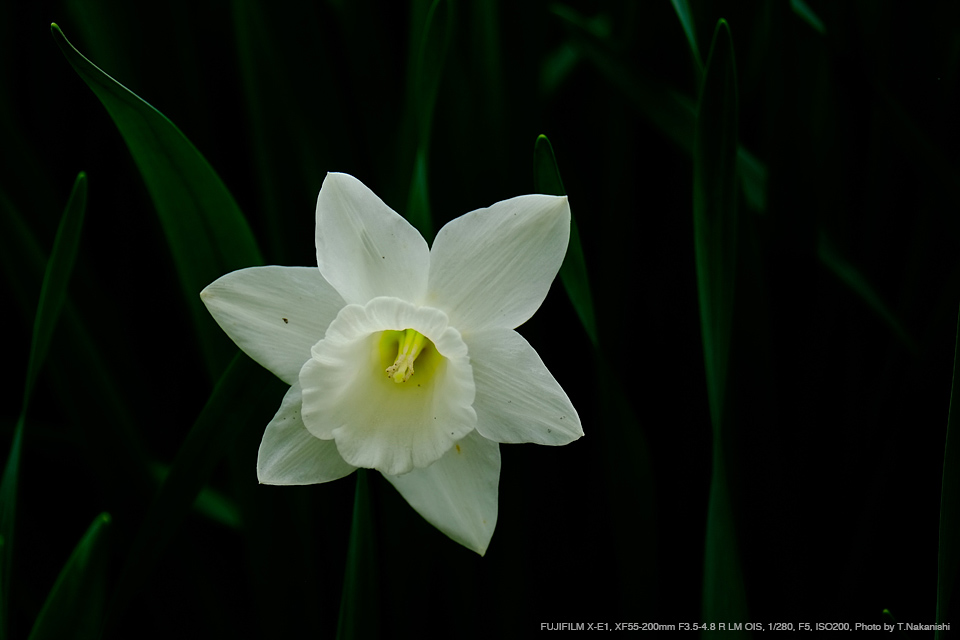 FUJIFILM X-E1, XF55-200mm F3.5-4.8 R LM OIS, 1/280, F5, ISO200, Photo by T.Nakanishi