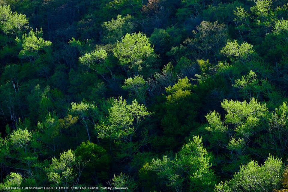 FUJIFILM X-E1, XF55-200mm F3.5-4.8 R LM OIS, 1/200, F5.6, ISO200, Photo by T.Nakanishi