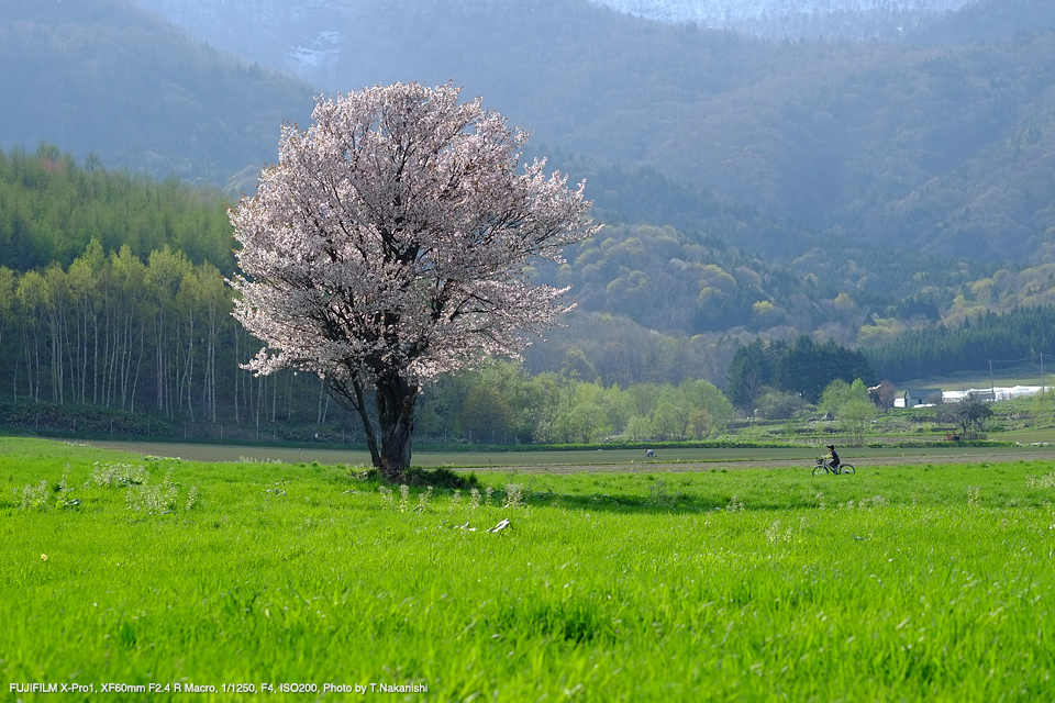 FUJIFILM XF60mmF2.4 R Macro SHOOTING REPORT | PHOTO YODOBASHI