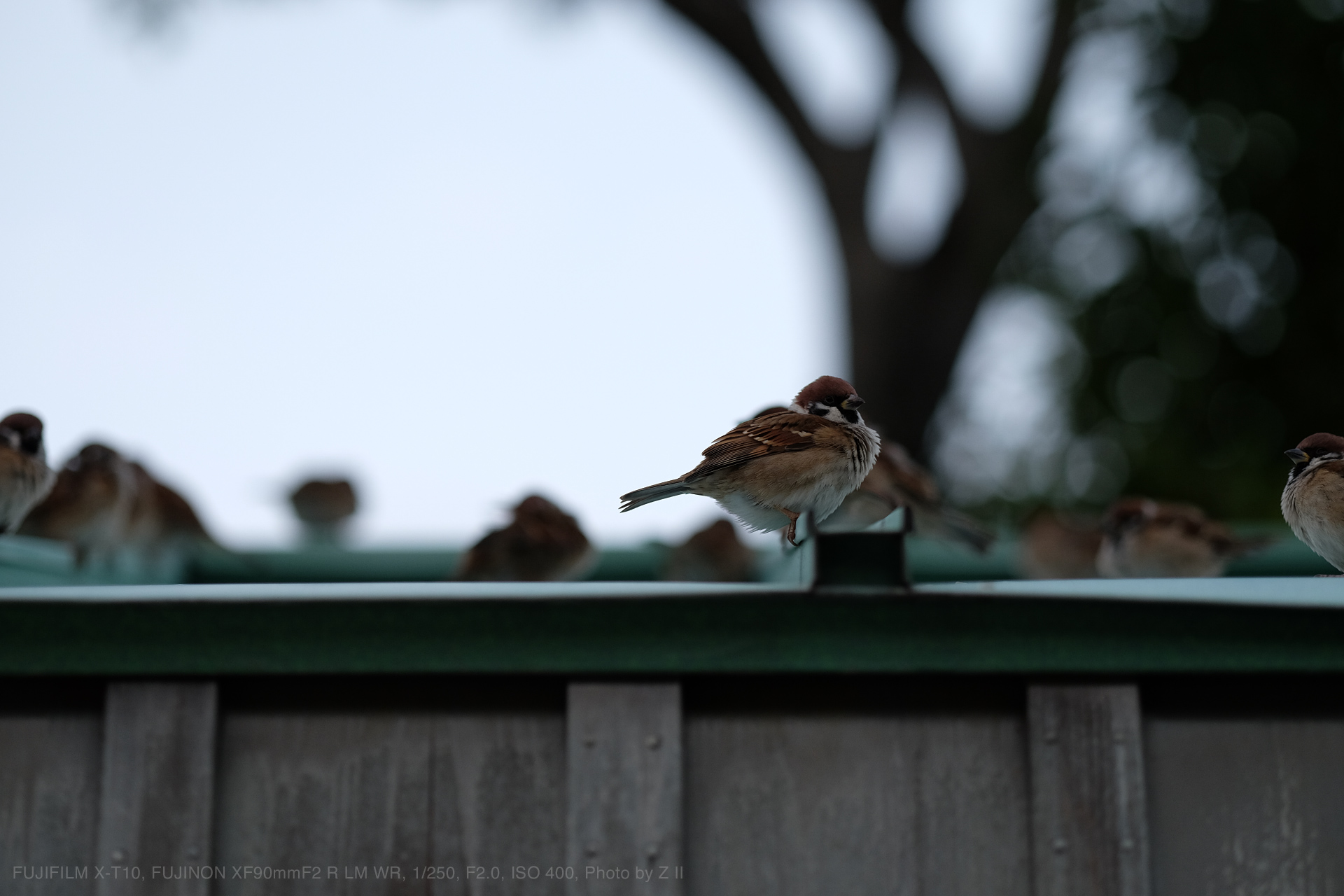 FUJIFILM X-T10, FUJINON XF90mmF2 R LM WR, 1/250, F2.0, ISO 400, Photo by Z II