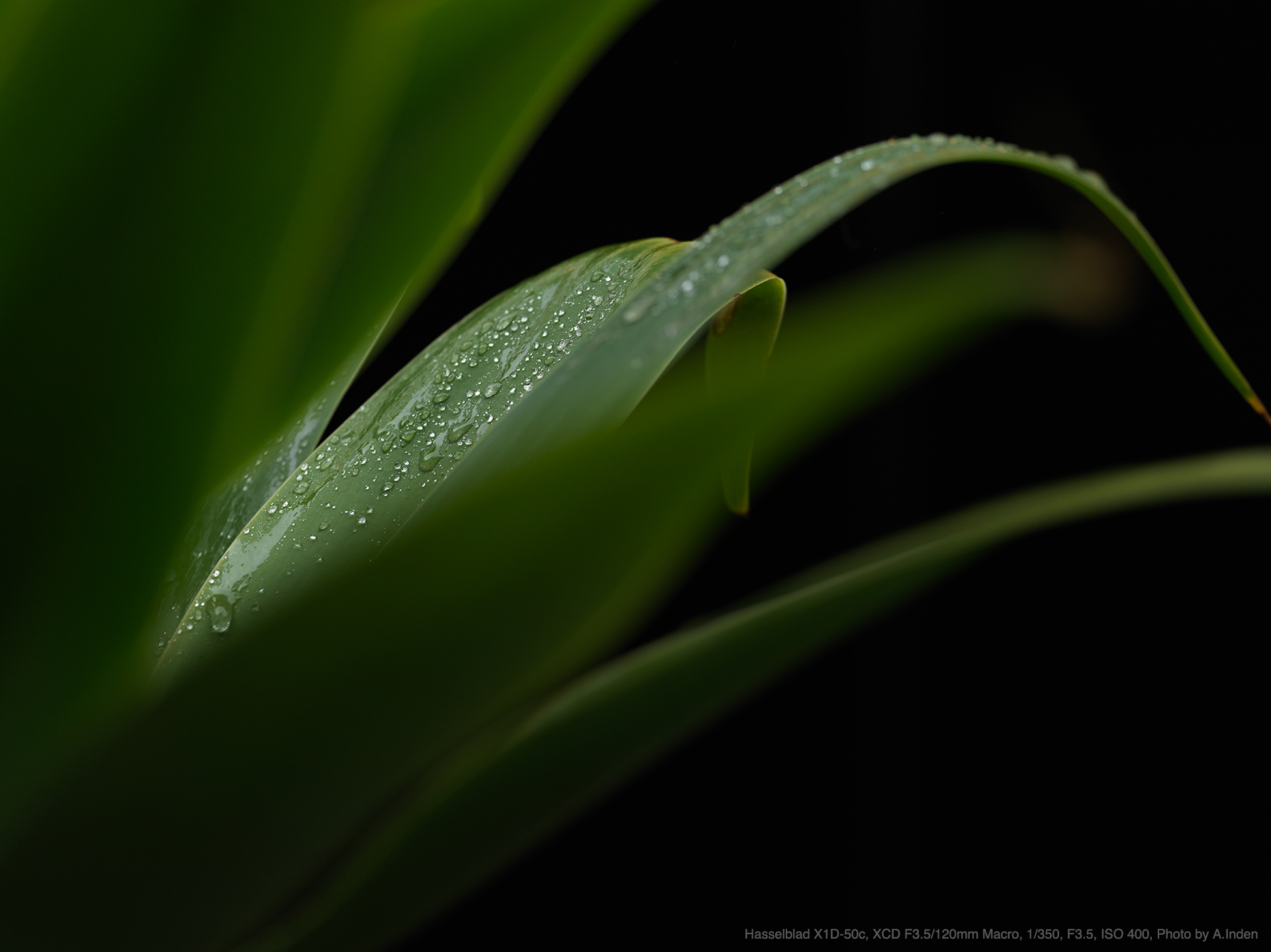 Hasselblad X1D-50c, XCD F3.5/120mm Macro, Photo by A.Inden