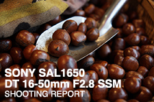 SONY SAL1650 DT 16-50mm F2.8 SSM SHOOTING REPORT