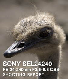 SONY SEL24240 FE 24-240mm F3.5-6.3 OSS  SHOOTING REPORT