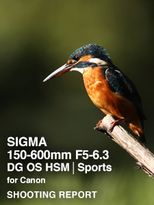 SIGMA 150-600mm F5-6.3 DG OS HSM | Sports for Canon  SHOOTING REPORT