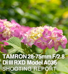 TAMRON 28-75mm F/2.8 Di III RXD for SONY FE  SHOOTING REPORT