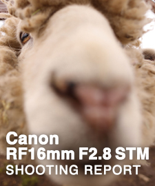 Canon RF16mm F2.8 STM  SHOOTING REPORT