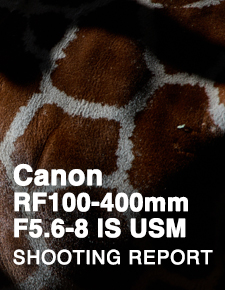 Canon RF100-400mm F5.6-8 IS USM  SHOOTING REPORT