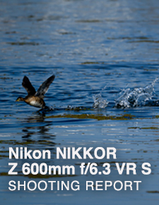 Nikon NIKKOR Z 600mm f/6.3 VR S  SHOOTING REPORT