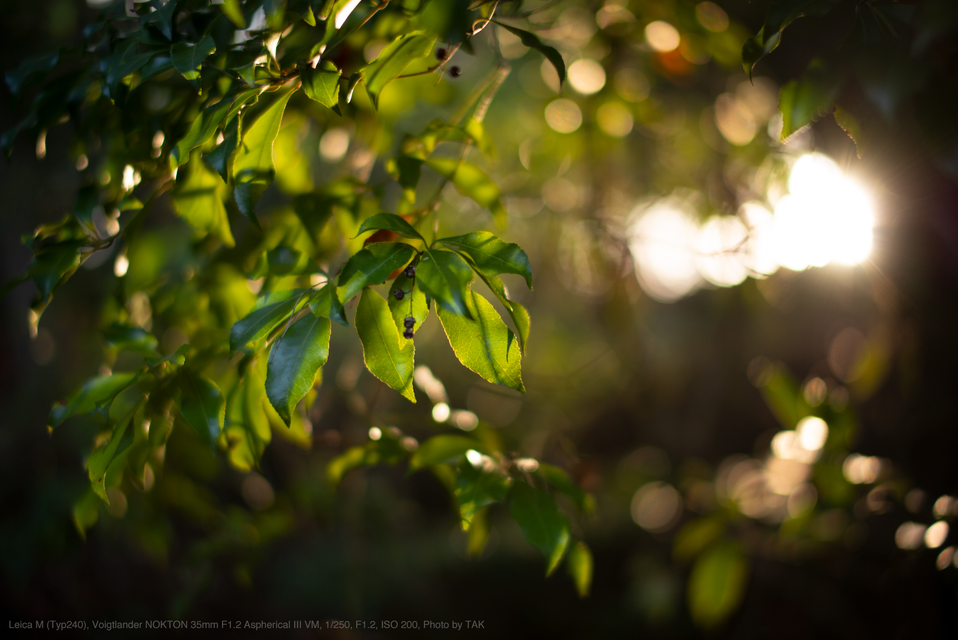 Voigtlander（フォクトレンダー） NOKTON 35mm F1.2 Aspherical III VM 実写レビュー | フォトヨドバシ