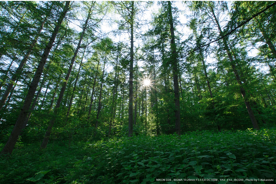 SIGMA（シグマ） 10-20mm F3.5 EX DC HSM 実写レビュー | フォトヨドバシ