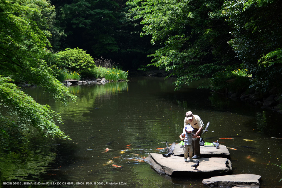 SIGMA 17-50F2.8EX DC OS HSM/N Nikon ニコン用-