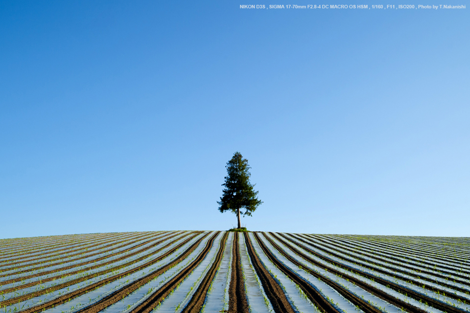 本日限定 SIGMA 17-70mm F2.8-4 DC MACRO - レンズ(ズーム)