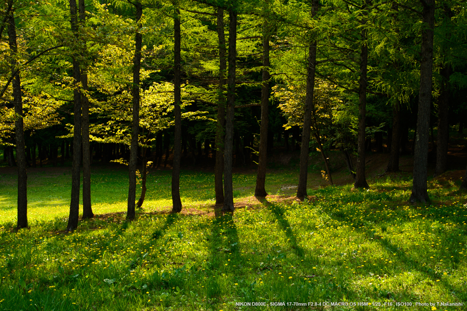 シグマ 17-70mm F2.8-4 DC MACRO OS HSM