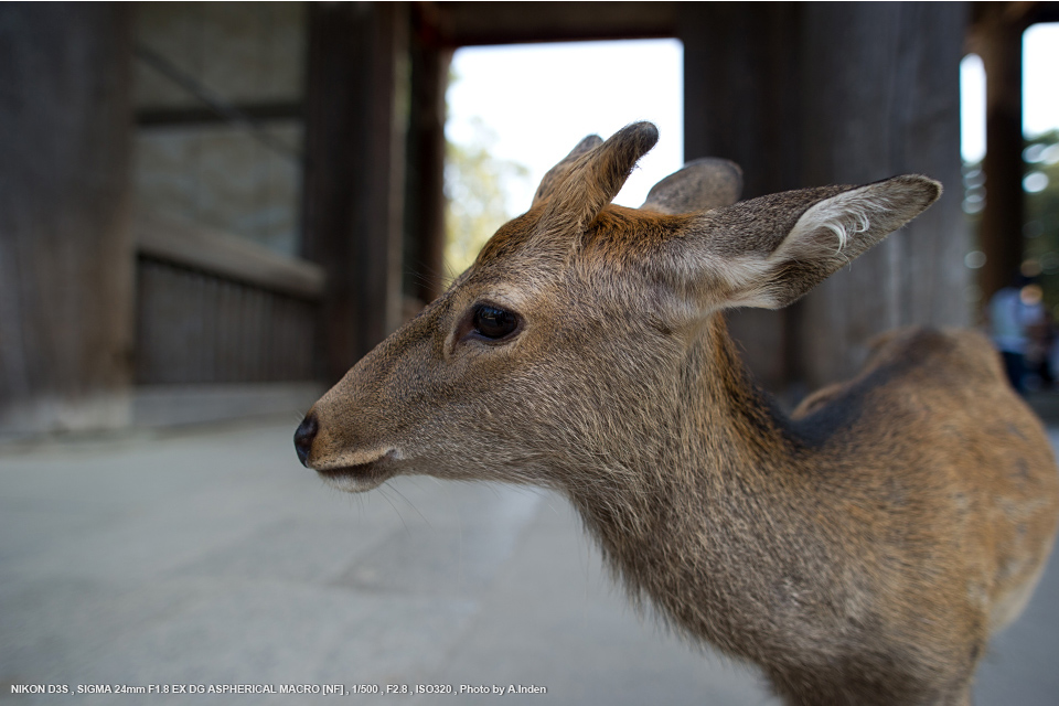 SIGMA 24㎜F1.8EX DG ASL MACRO/C