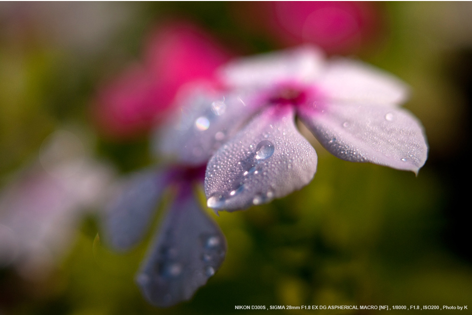 SIGMA（シグマ） 28mm F1.8 EX DG ASPHERICAL MACRO 実写