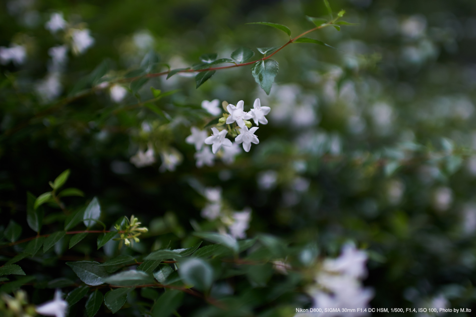 Nikon D800, SIGMA 30mm F1.4 DC HSM, 1/500, F1.4, ISO 100, Photo by M.Ito