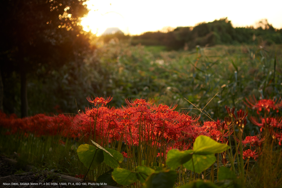 Nikon D800, SIGMA 30mm F1.4 DC HSM, 1/500, F1.4, ISO 100, Photo by M.Ito