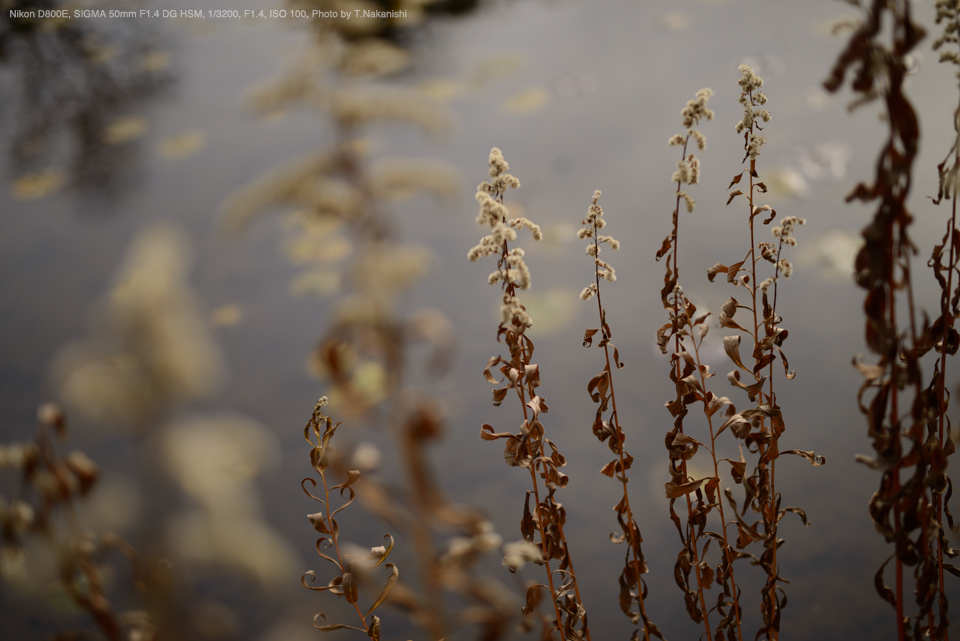 SIGMA（シグマ） 50mm F1.4 DG HSM | Art 実写レビュー | フォトヨドバシ