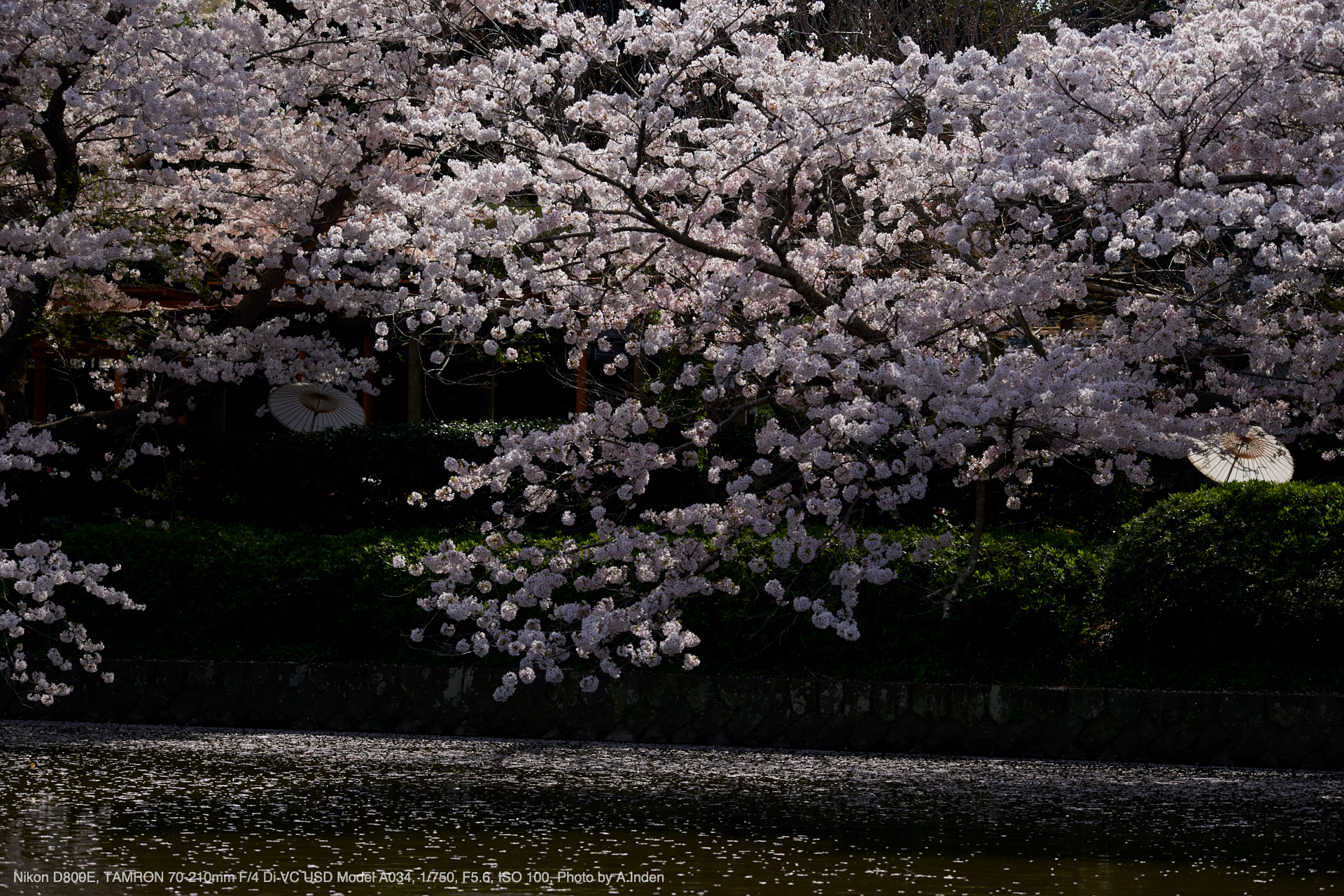 TAMRON（タムロン） 70-210mm F/4 Di VC USD Model A034 実写レビュー