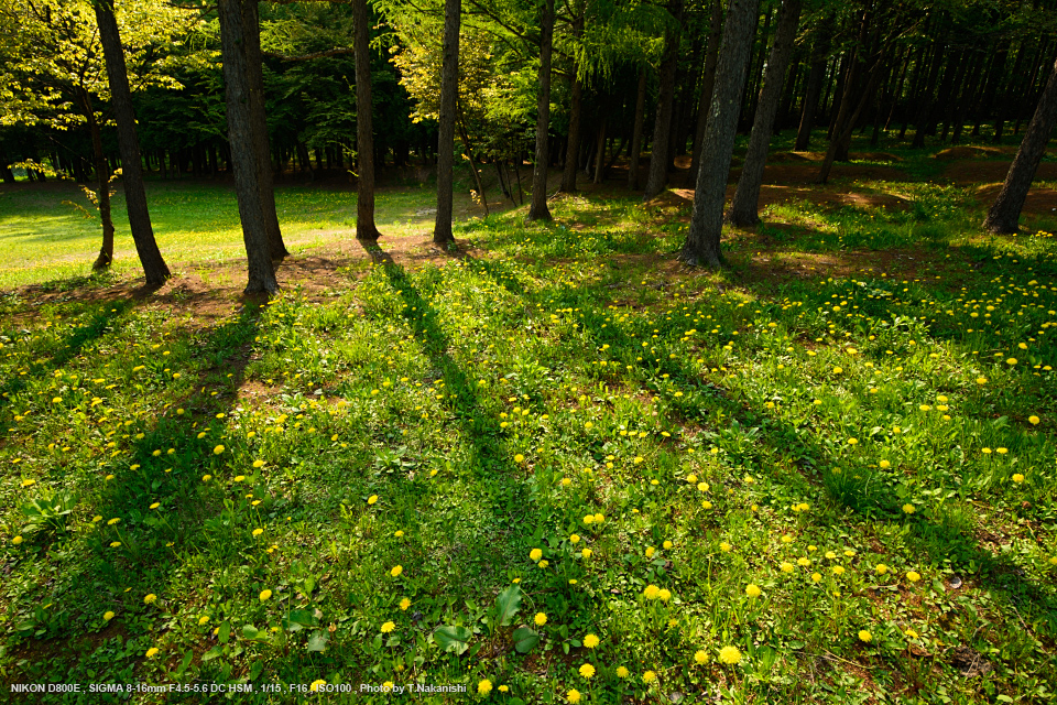 SIGMA（シグマ） 8-16mm F4.5-5.6 DC HSM 実写レビュー | フォトヨドバシ