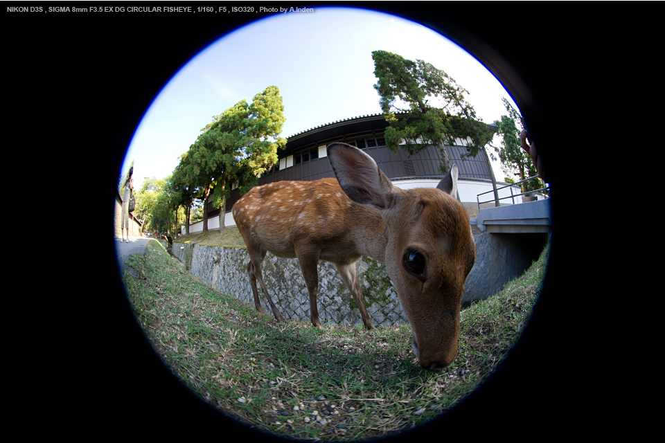 魚眼レンズ】 SIGMA 8mm F3.5 EX DG FISHEYE-