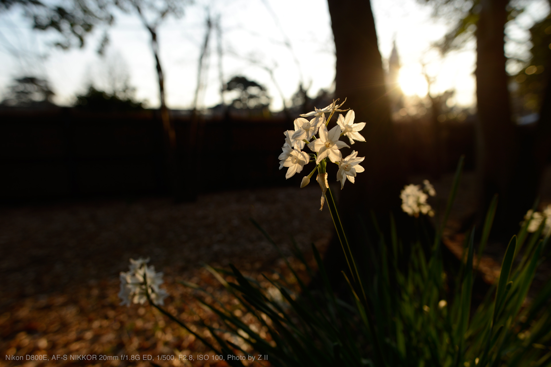 ニコンAF-S NIKKOR 20mm f/1.8G ED