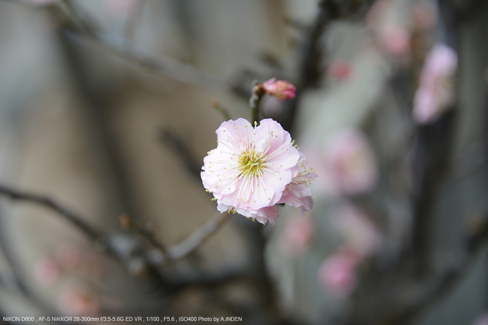 Canon - ❤️自然をクローズアップ☆キャノン EF 50mm 2.5 コンパクト