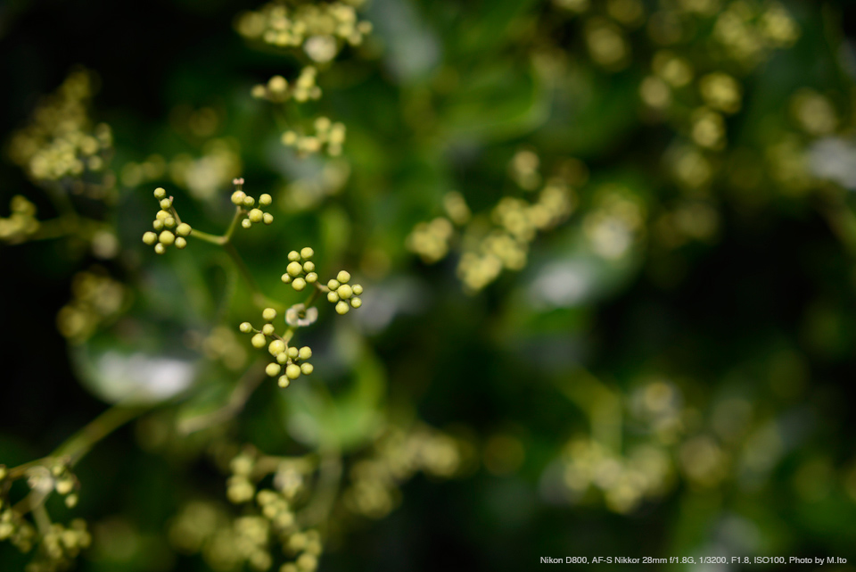 Nikon D800, AF-S Nikkor 28mm f/1.8G, 1/3200, F1.8, ISO100, Photo by M.Ito