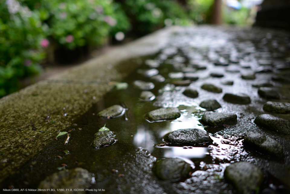 Nikon D800, AF-S Nikkor 28mm f/1.8G, 1/160, F1.8, ISO100, Photo by M.Ito