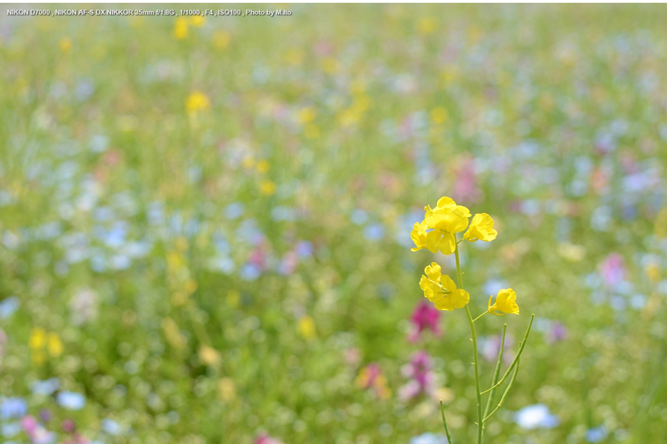 Nikon AF-S DX 35mm F1.8 単焦点レンズ