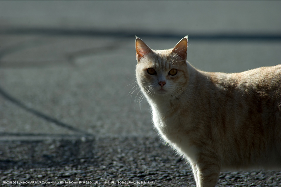 Nikonレンズ 70-300mm f/4.5-5.6G ED VR